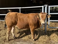 Býk, Partenaise cattle — foto 1