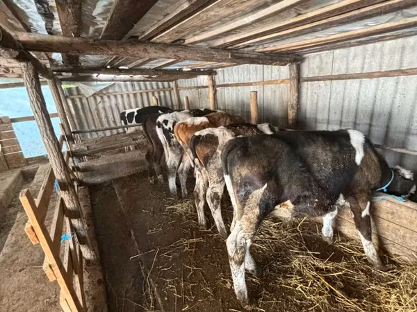 Toro, Ganado vacuno