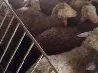 Sheep, Sheep — photo 6