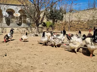Chickens — الصورة 5