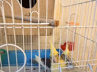 Nymph (cockatiel) cütlüyü və qəfəs komplekti - Növ: Nymph paraket — 照片 5