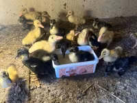 Ducks — photo 3