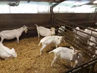 Keçi, Saanen goat — foto 4