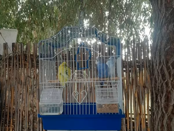 Dalmatikan qəfəslə birlikdə üç dalğalı tutuquşu (nimçik) seti