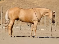 At, Quarter Horse — foto 2