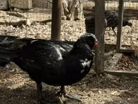 Ducks — foto 1