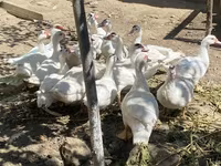 Ducks — फ़ोटो 6