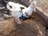 Broad Breasted White — photo 1