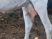 Goat, Goats — photo 1