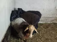 Qoyun, Hissar sheep — foto 7