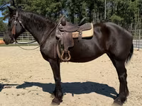 Stute, Percheron — Foto 4