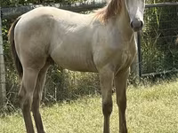 घोड़ा, Kentucky mountain daddle horse — फ़ोटो 2