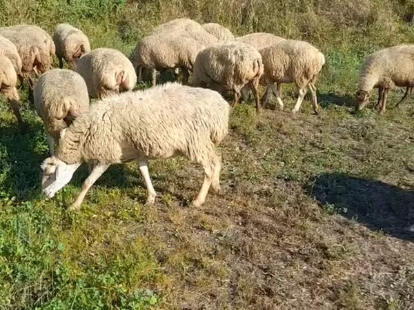 نعجة, Karabakh sheep
