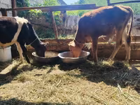 Bull, Cattle — photo 1