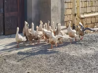 Geese — फ़ोटो 1