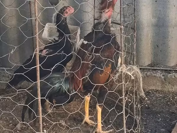 Chickens — Azərbaycan