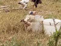 Chickens — zdjęcie 6