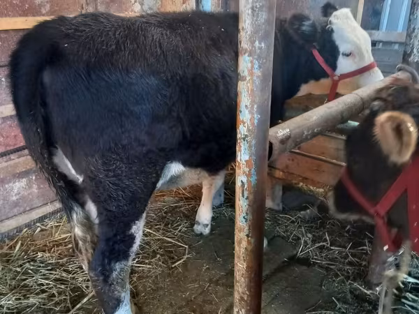 İnək, Russian Black pied cattle
