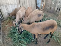 母羊, Cameroon sheep — 照片 2
