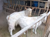 Ovce, Rhon sheep — foto 8