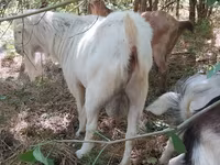 Dişi keçi, Nubian Goat — foto 3