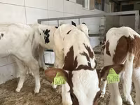 ثور, Simmental cattle — الصورة 3