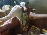 İribuynuzlu mal-qara (partiya, cinsi göstərilməyib), Simmental cattle — foto 2