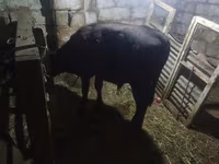 Toro, Aberdeen-Angus — foto 2