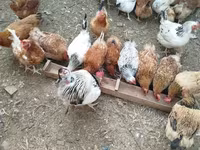 Chickens — Foto 6
