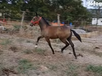 Klisna, Lipizzaner — foto 3