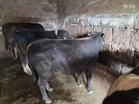 Букачар, Сиырлар — сүрөт 6