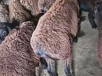 Kozel, Boer goat — foto 6