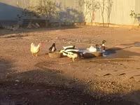 Ducks — photo 1