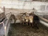 Carnero, Arashan sheep — foto 2
