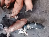 Säue, Schweine — Foto 6