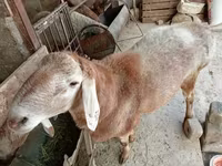 Carneiro, Arashan sheep — foto 3