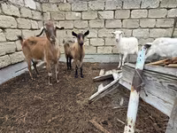 Dişi keçi, Saanen goat — foto 2