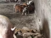 Säue, Schweine — Foto 4