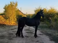 Horse (M), Friesian — photo 5