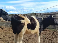 母牛, Simmental cattle — 照片 6