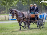 Koń, Nonius horse — zdjęcie 7