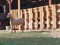Ram, Rhon sheep — photo 3
