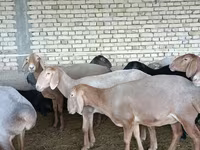 نعجة, Arashan sheep — الصورة 5