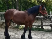 Kůň, Koně — foto 3