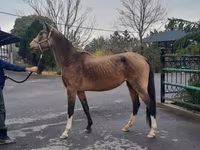 Mare, Akhal-Teke — photo 2