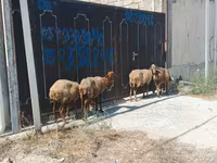 Sheep, Sheep — photo 1