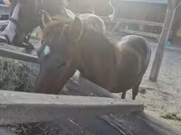 حصان, Welsh Cob — الصورة 6