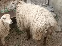كبش, الأغنام — الصورة 2