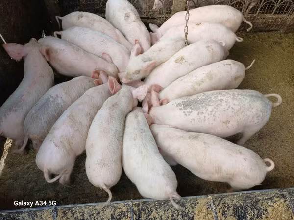 Locha, Крупная белая