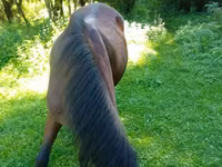 Madyan, Atlar — foto 3